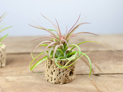 Tillandsia streptophylla hybrid (T. Eric Knobloch) air plant with Cholla wood from Air Plant Design Studio
