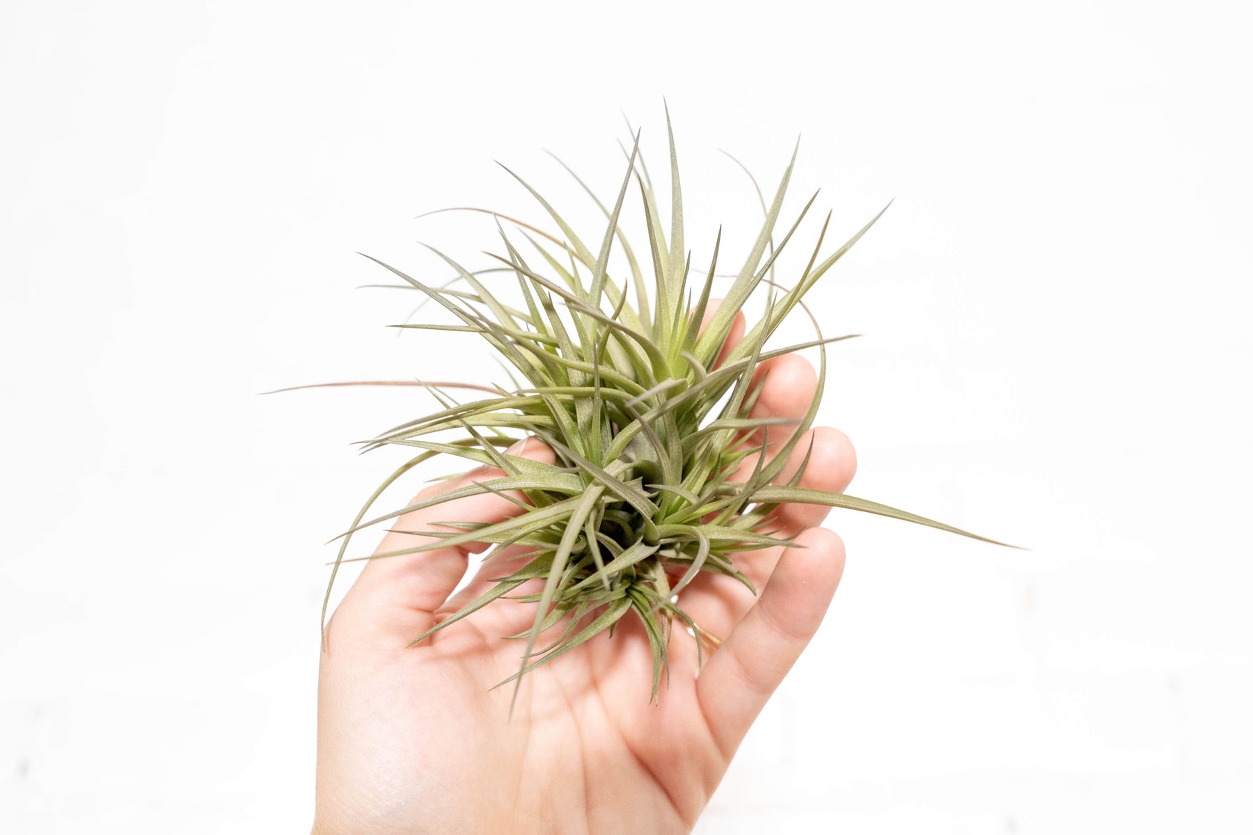 air plant clumps for sale Tillandsia Tenuifolia Air Plant Clumps, Small Clump / Single Clump