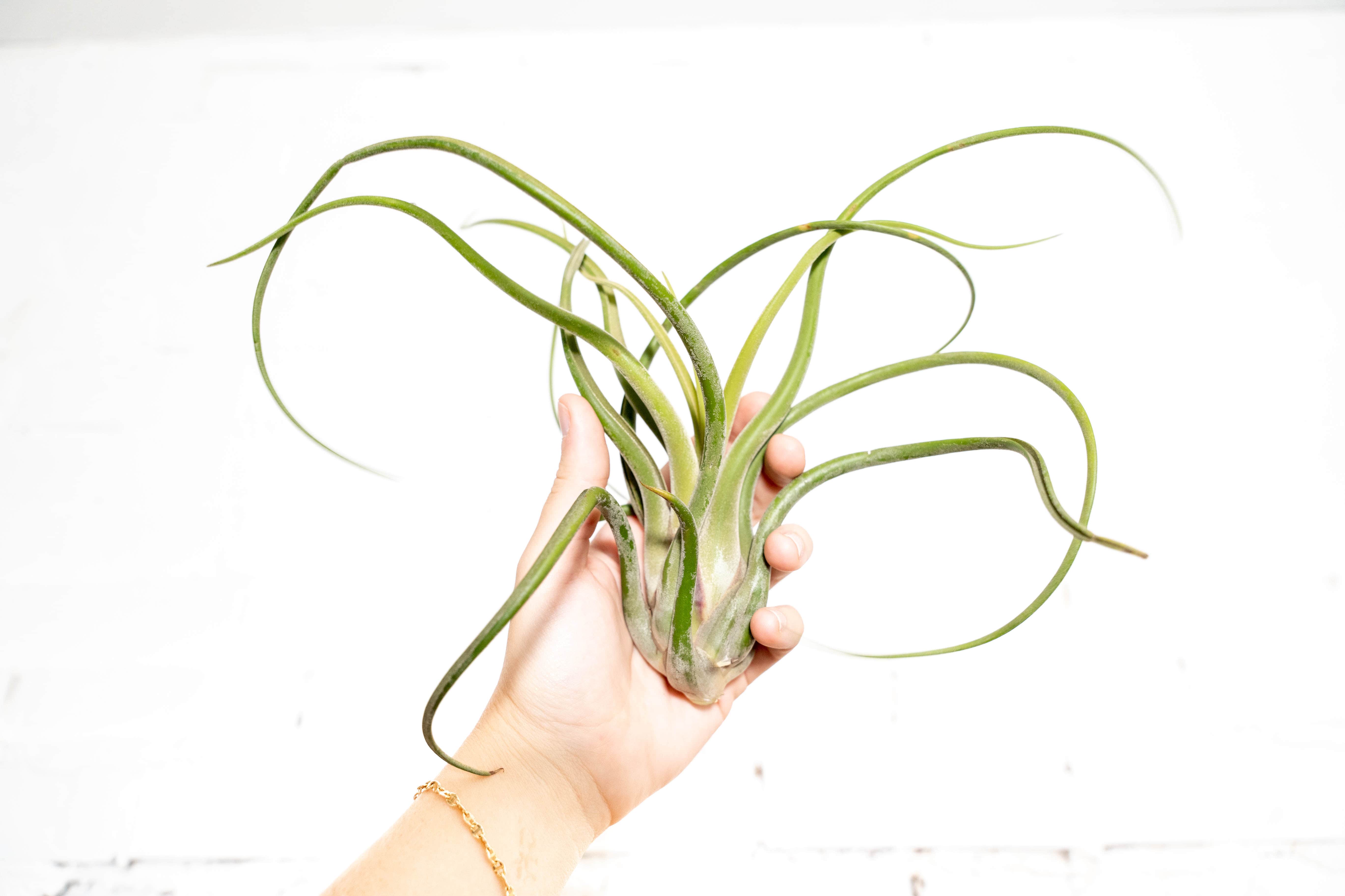 Tillandsia Caput Medusae Air Plants - Multiple Sizes – Air Plant