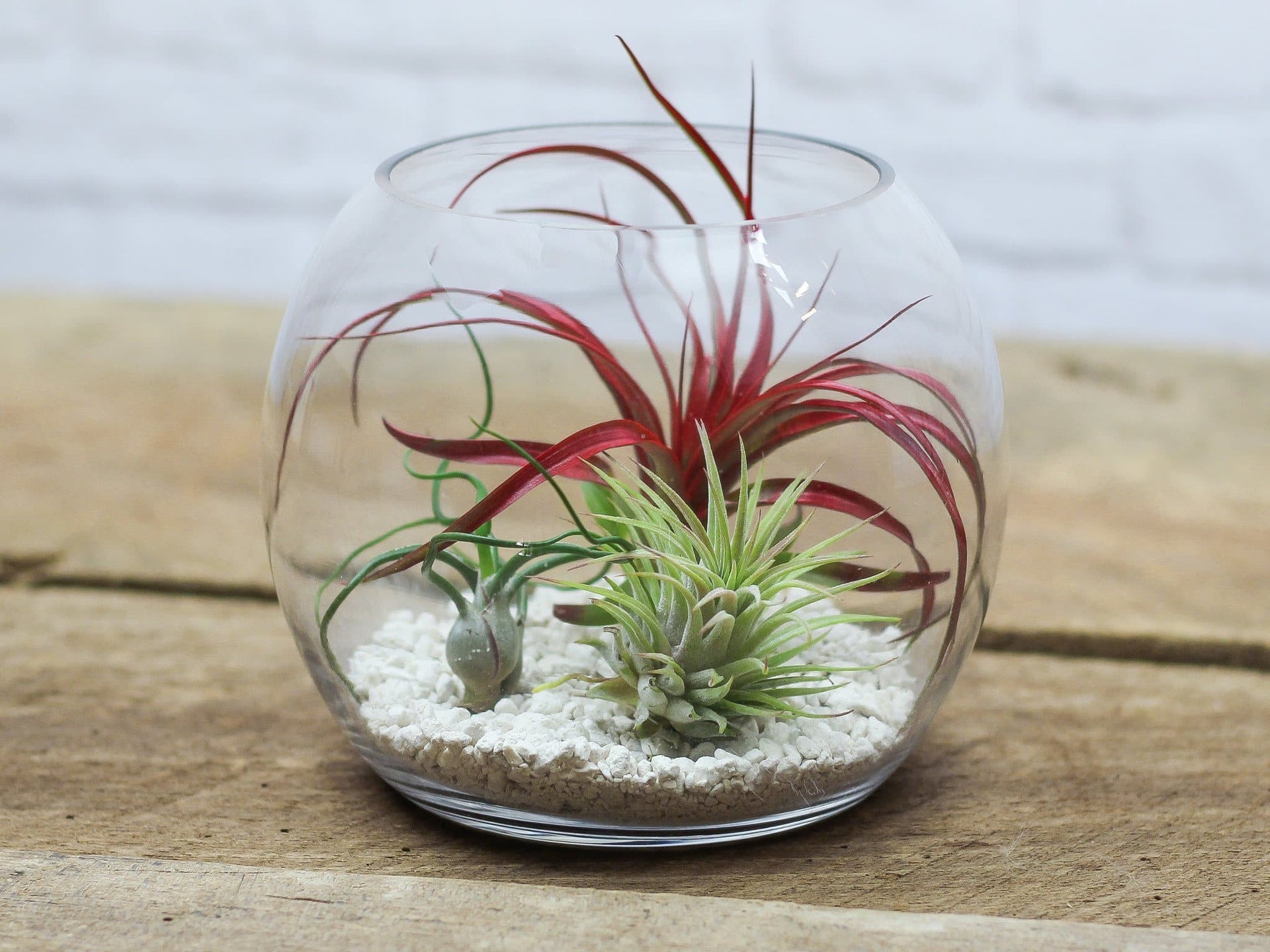 large air plant terrarium Tabletop Terrarium with Assorted Tillandsia Air Plants – Air Plant Design Studio