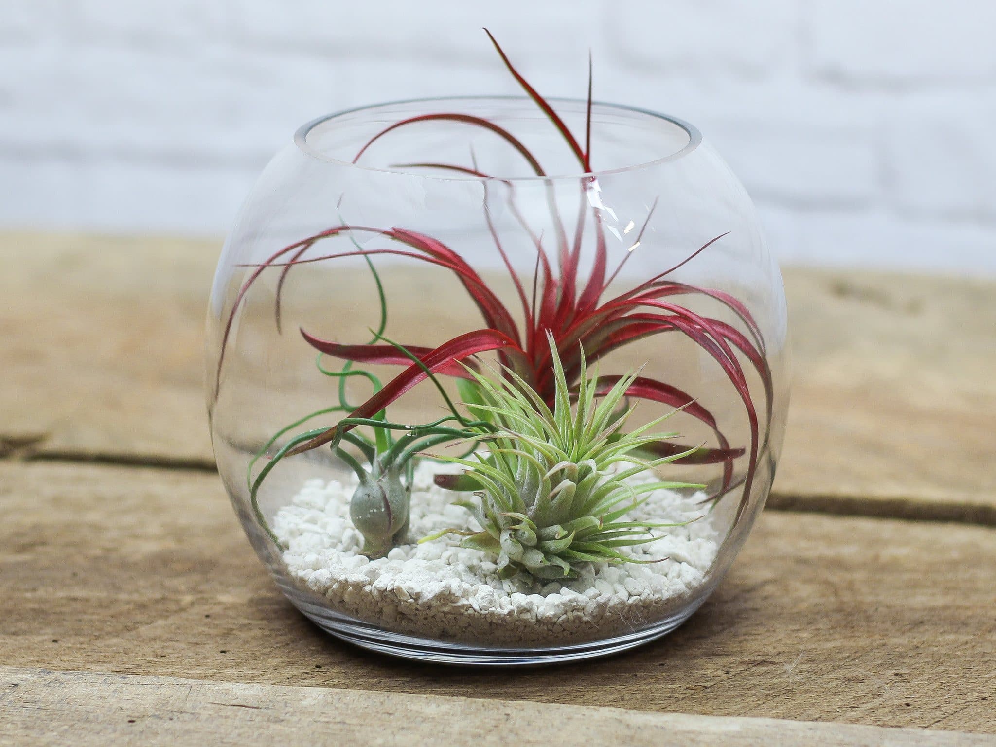 Gift Boxed Glass Table Top Terrarium with White Sand Rock and Assorted Tillandsia Air Plants