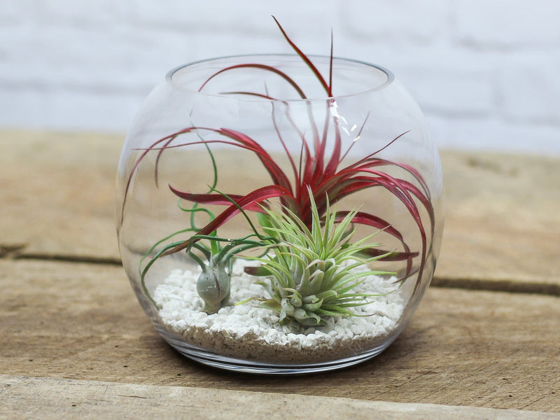 Bubble Bowl Glass Terrarium with White Sand and 3 Assorted Tillandsia Air Plants