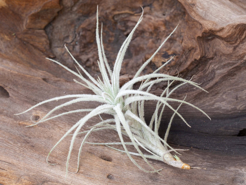 Tillandsia Tectorum Peru Air Plant