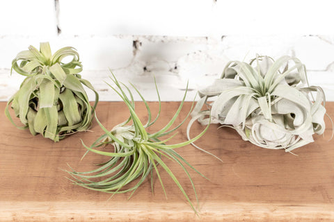 H*S様 Tillandsia 'Mother's Day' T'S TROPI Tillandsia Air Plants