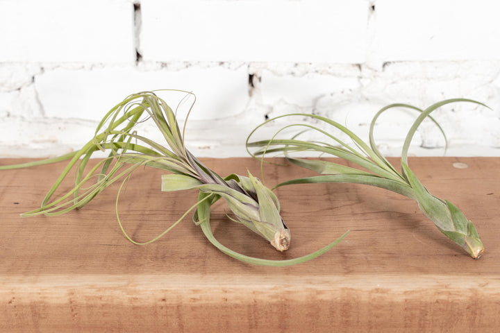 2 Large Tillandsia Balbisiana Air Plants