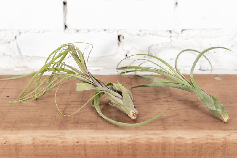 Tillandsia Balbisiana Air Plant