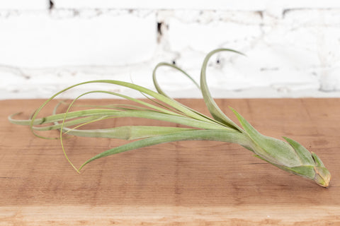 balbisiana air plant Wholesale Tillandsia Balbisiana Air Plants – Air Plant Design Studio