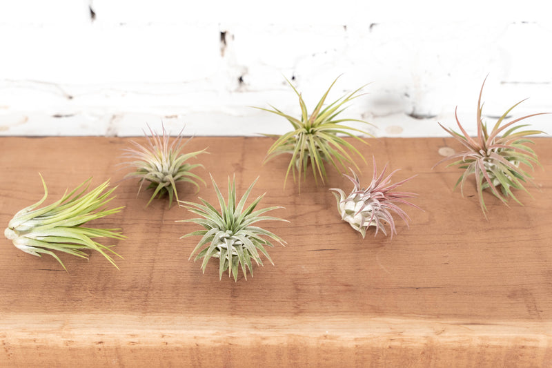 Assorted Tillandsia Ionantha