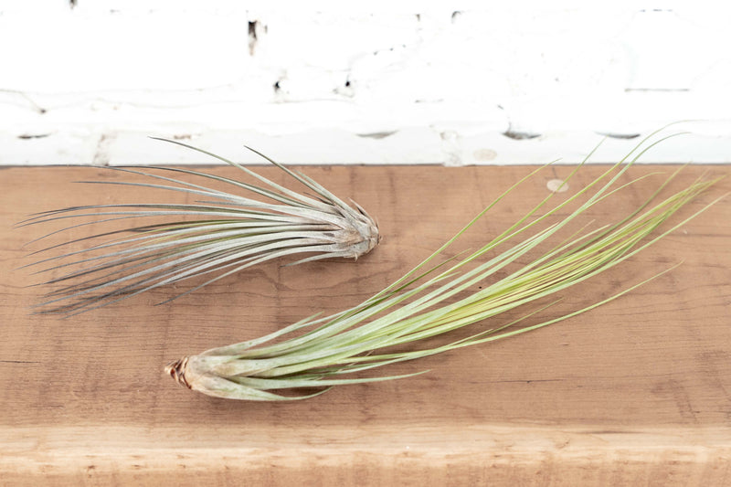 1 Small and 1 Large Tillandsia Juncea Air Plant