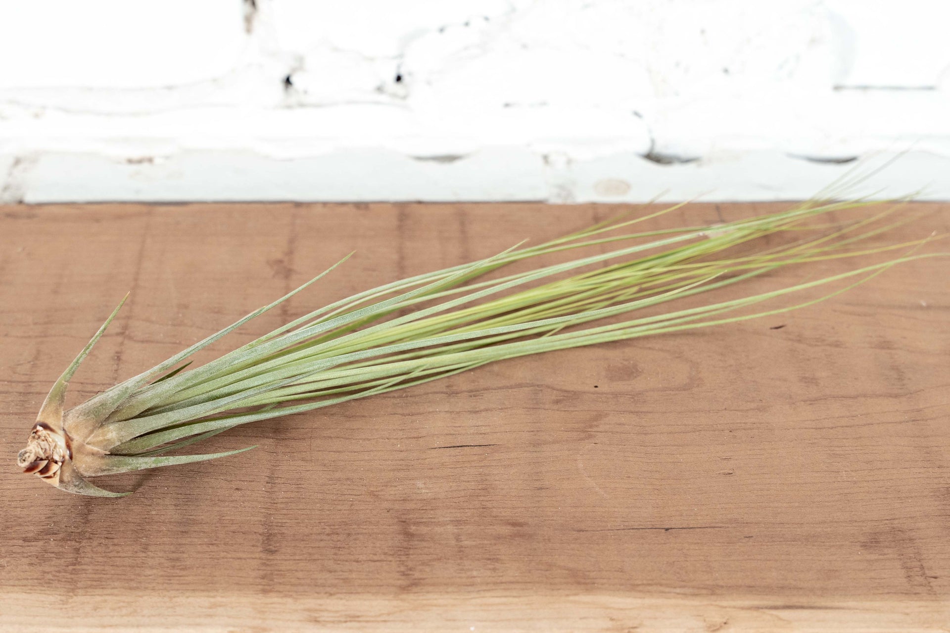 juncea air plant Tillandsia Juncea Air Plants