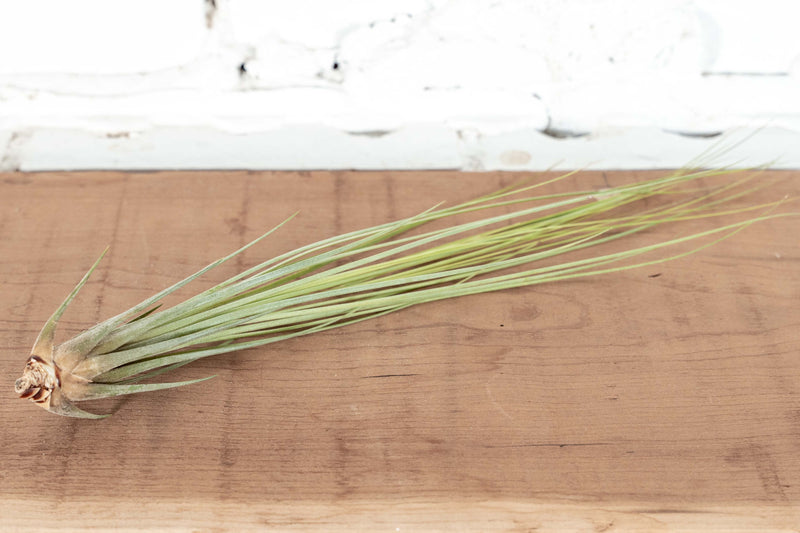 Large Tillandsia Juncea Air Plant