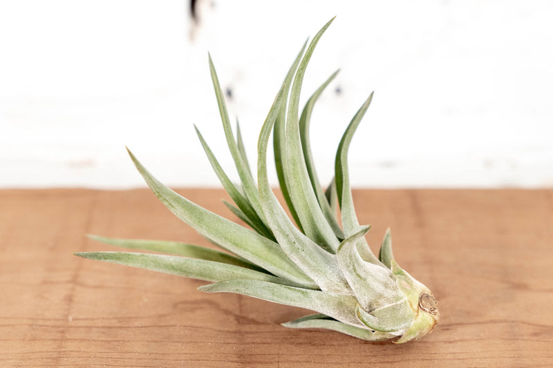 Wholesale: Large Tillandsia Velutina Air Plants | 4-6 Inch Plants