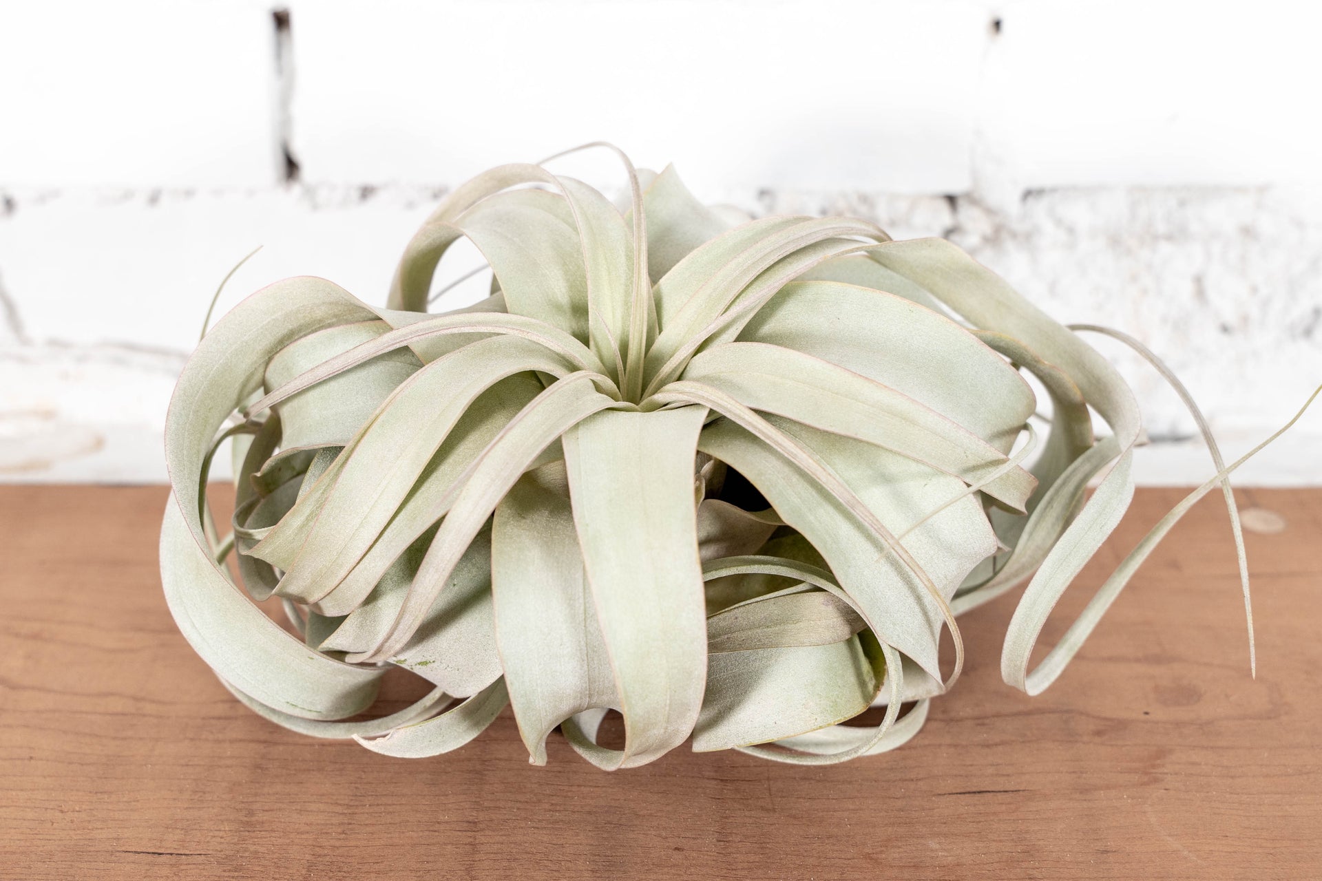zero graphics air plant Tillandsia Xerographica Air Plants