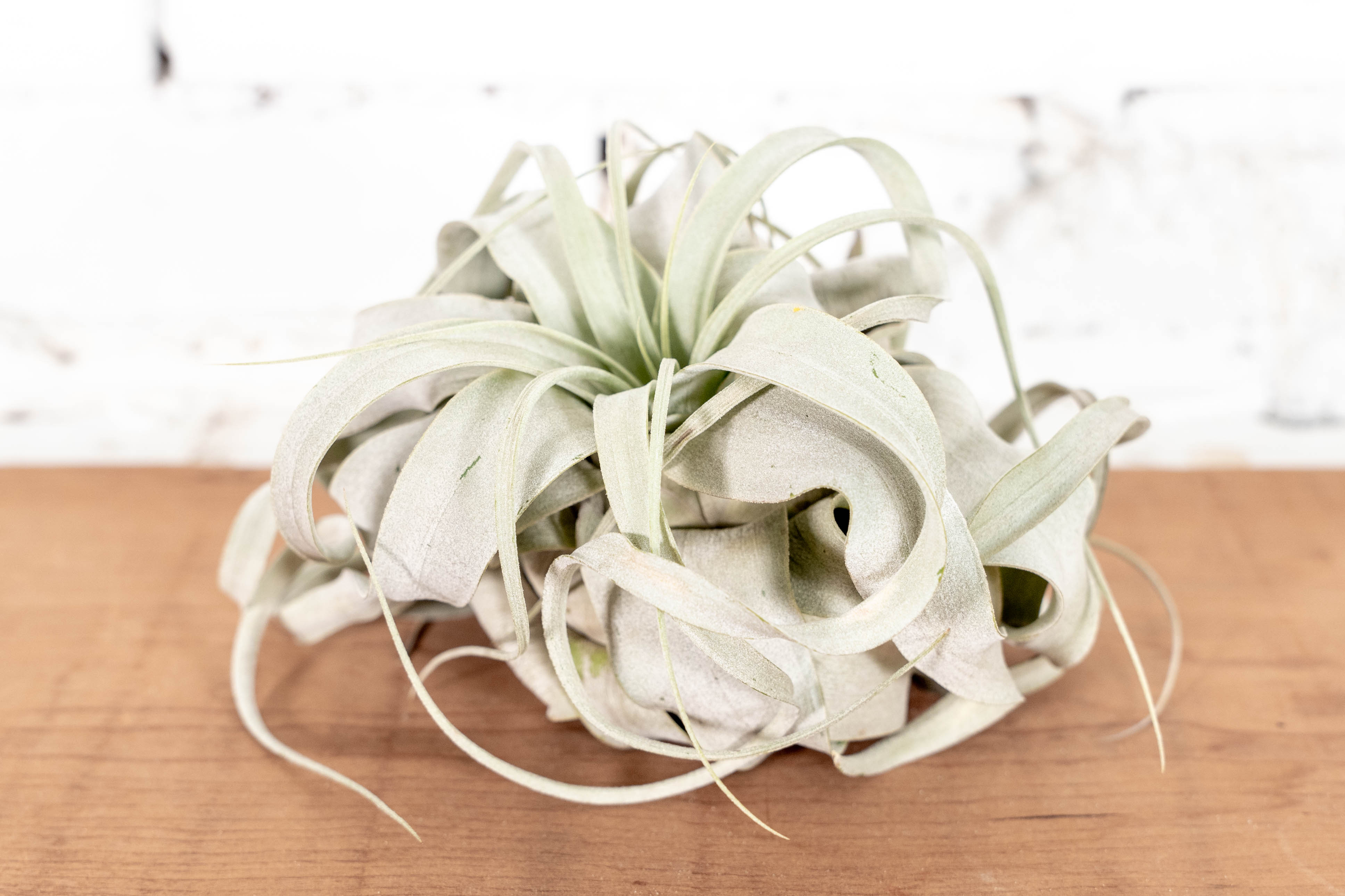 Tillandsia Xerographica Air Plant - Thumbnail 2