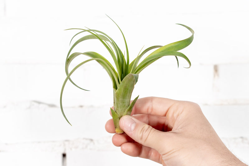 Tillandsia Polystachia Air Plant