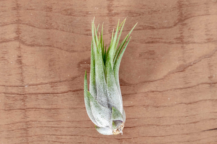 Large Tillandsia Ionantha Scaposa Air Plant
