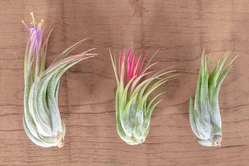 Tillandsia Ionantha Scaposa Air Plants in Various Stages of the Bloom Cycle