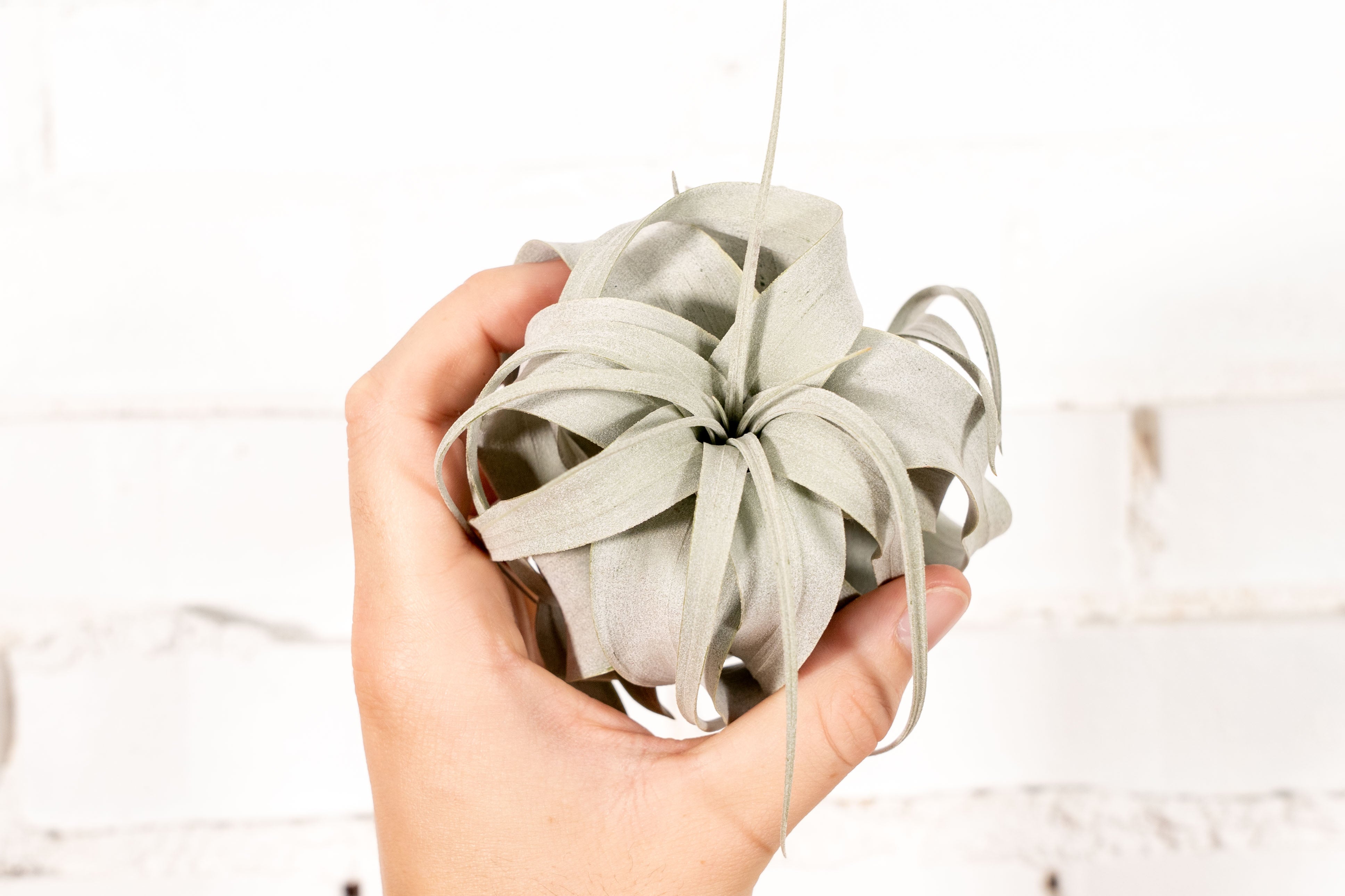 Tillandsia Xerographica Air Plant - Thumbnail 4