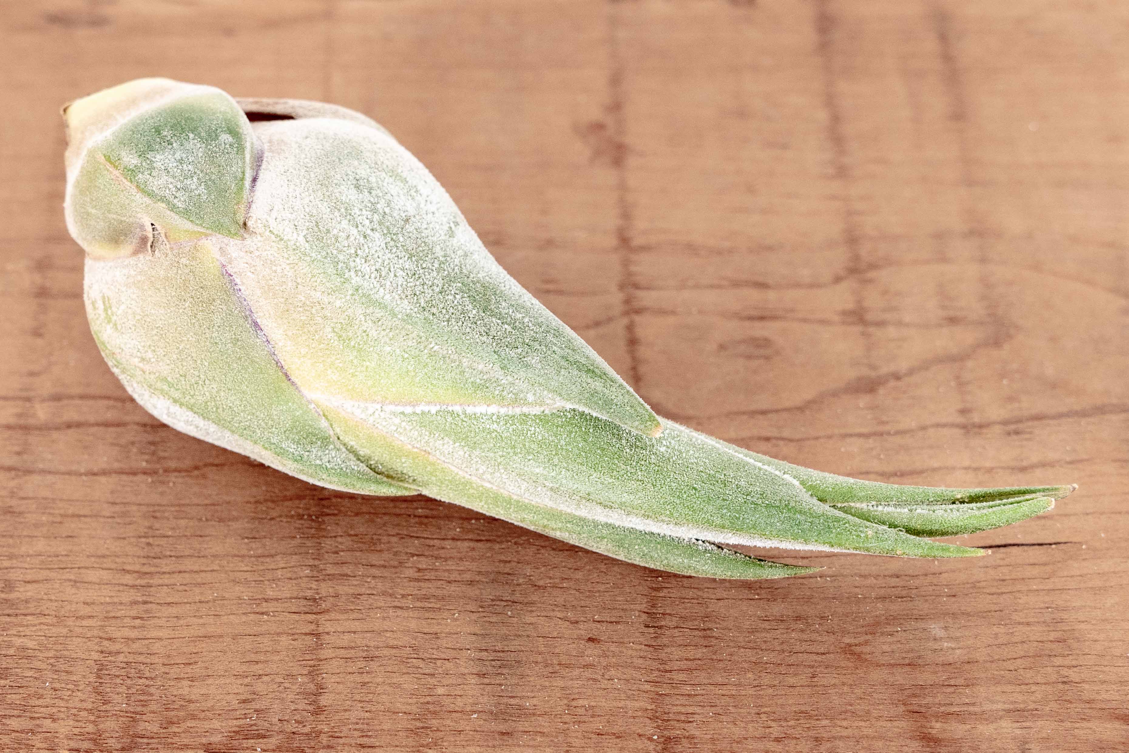 Tillandsia Seleriana Air Plants – Air Plant Design Studio