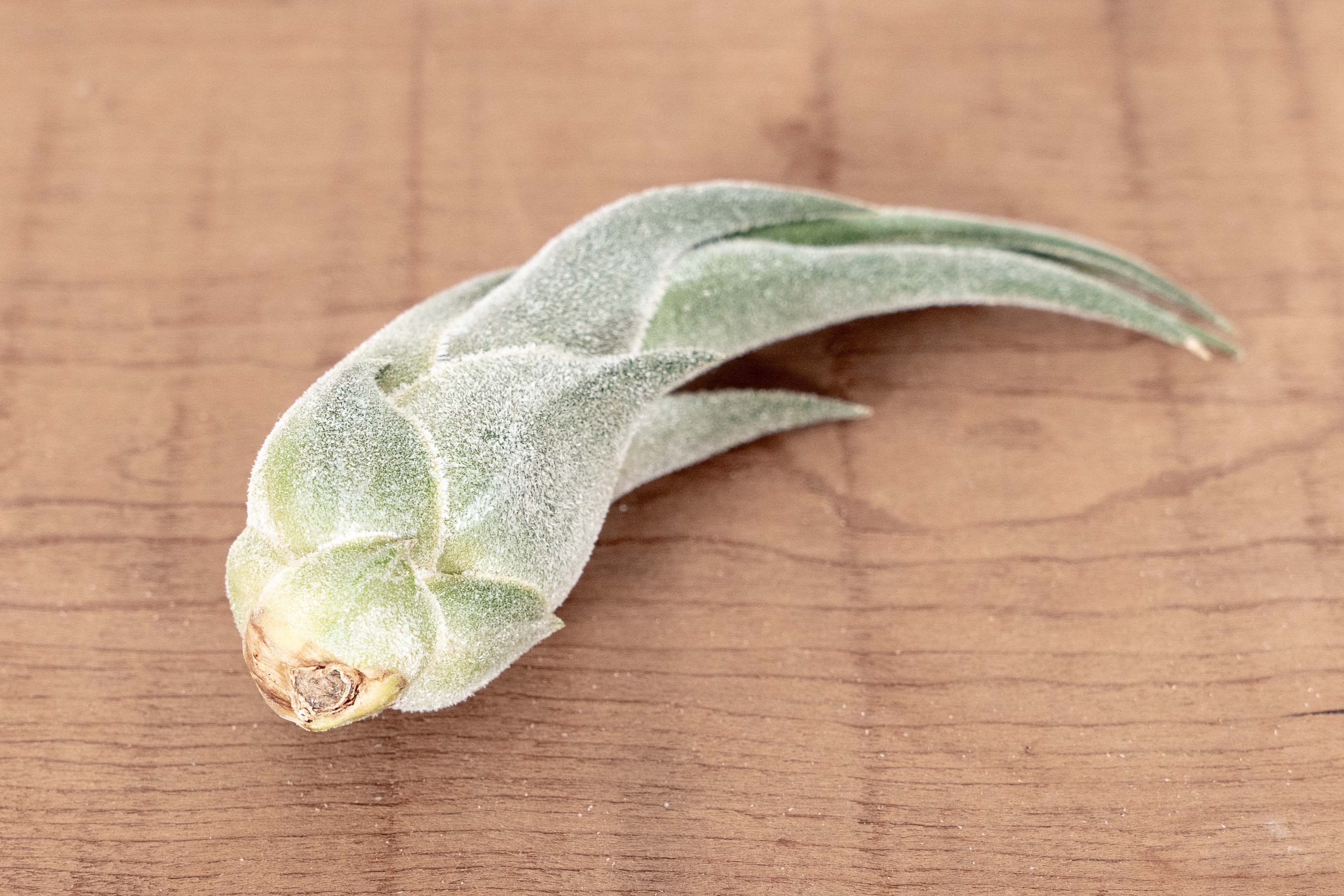 TillandsiaSelerianaAirPlant-3.