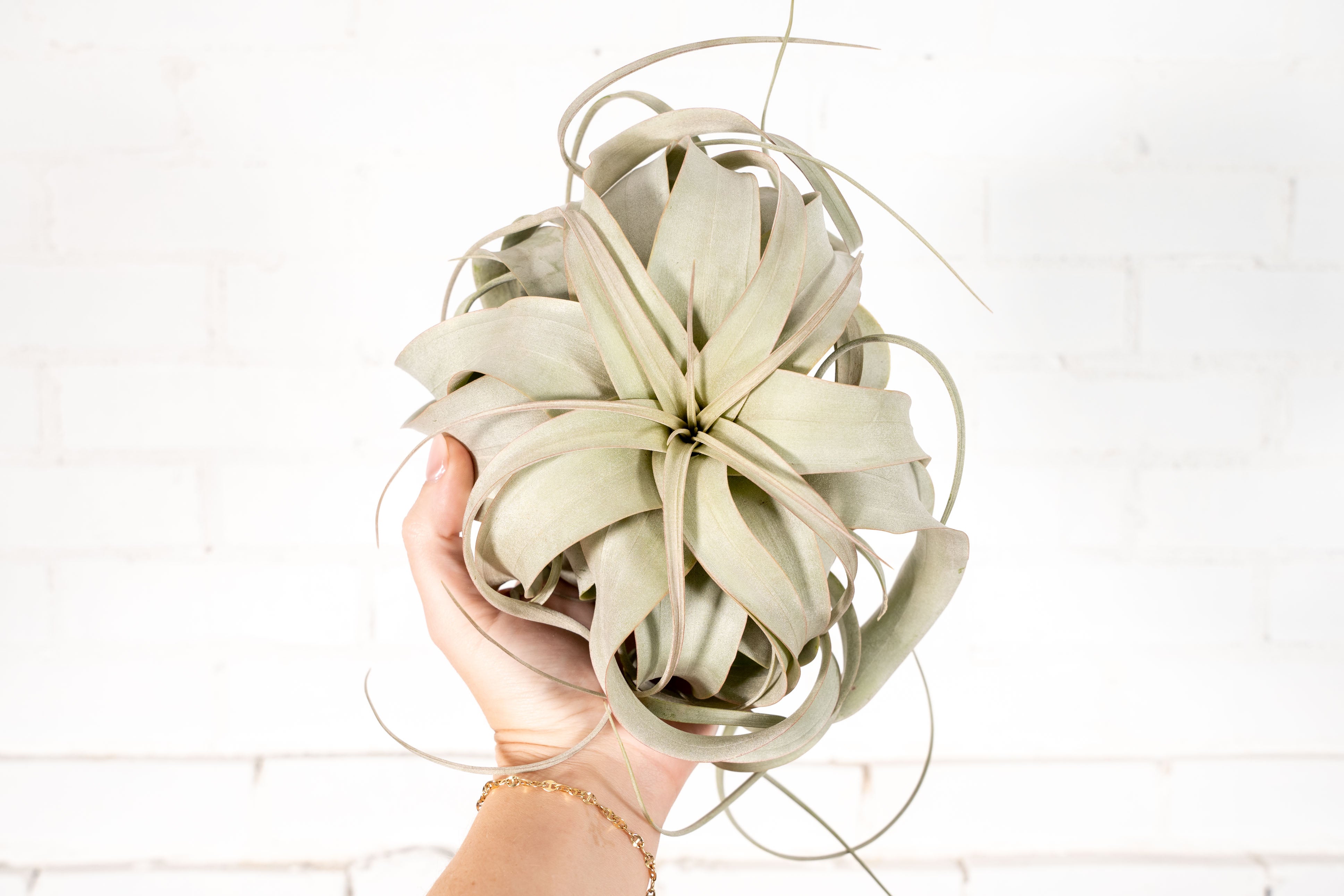 Tillandsia Xerographica Air Plants - 3 Pack – Air Plant Design Studio