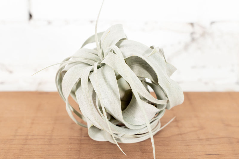 Small Tillandsia Xerographica Air Plant