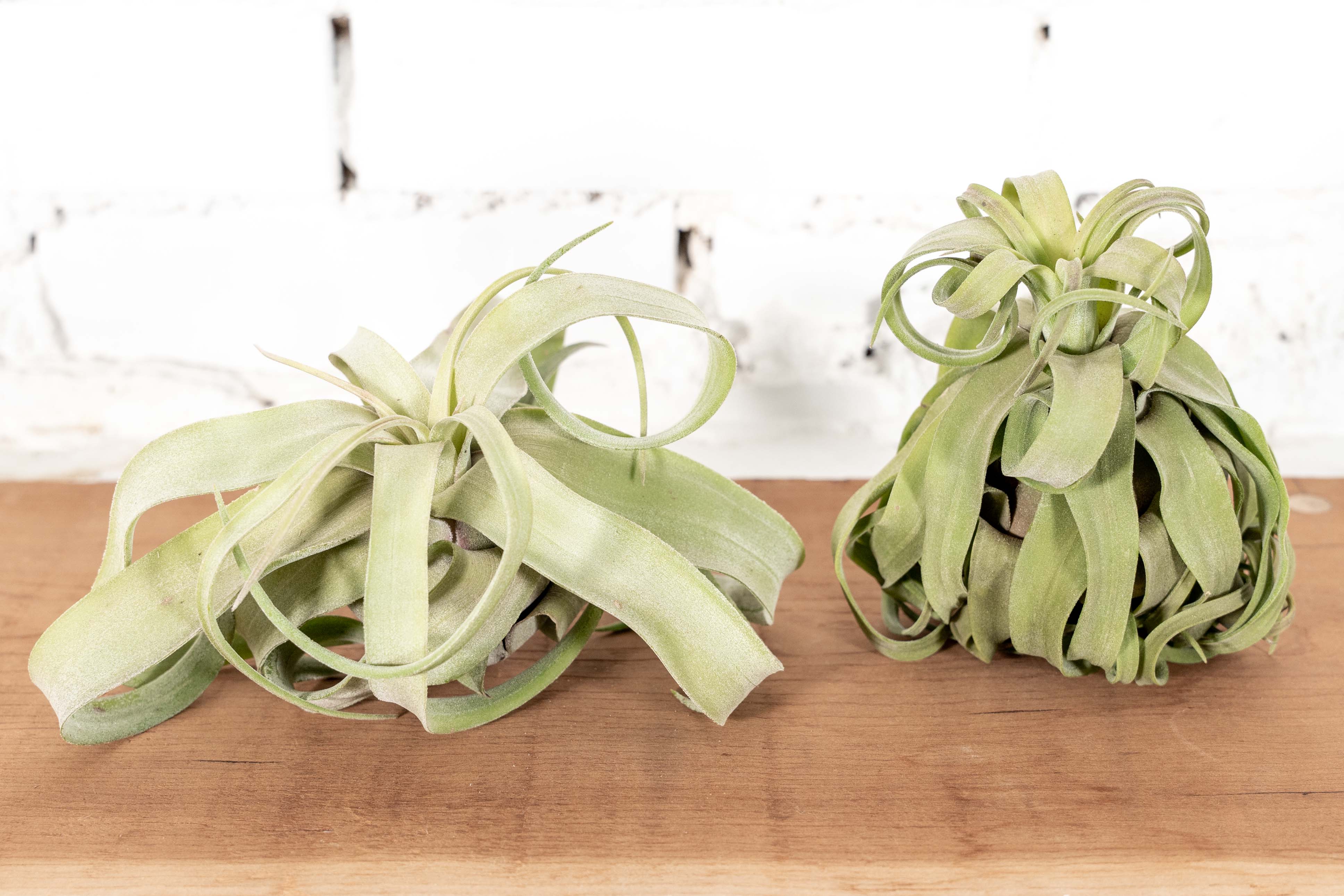 Tillandsia Streptophylla Air Plants Combo Packs – Air Plant Design