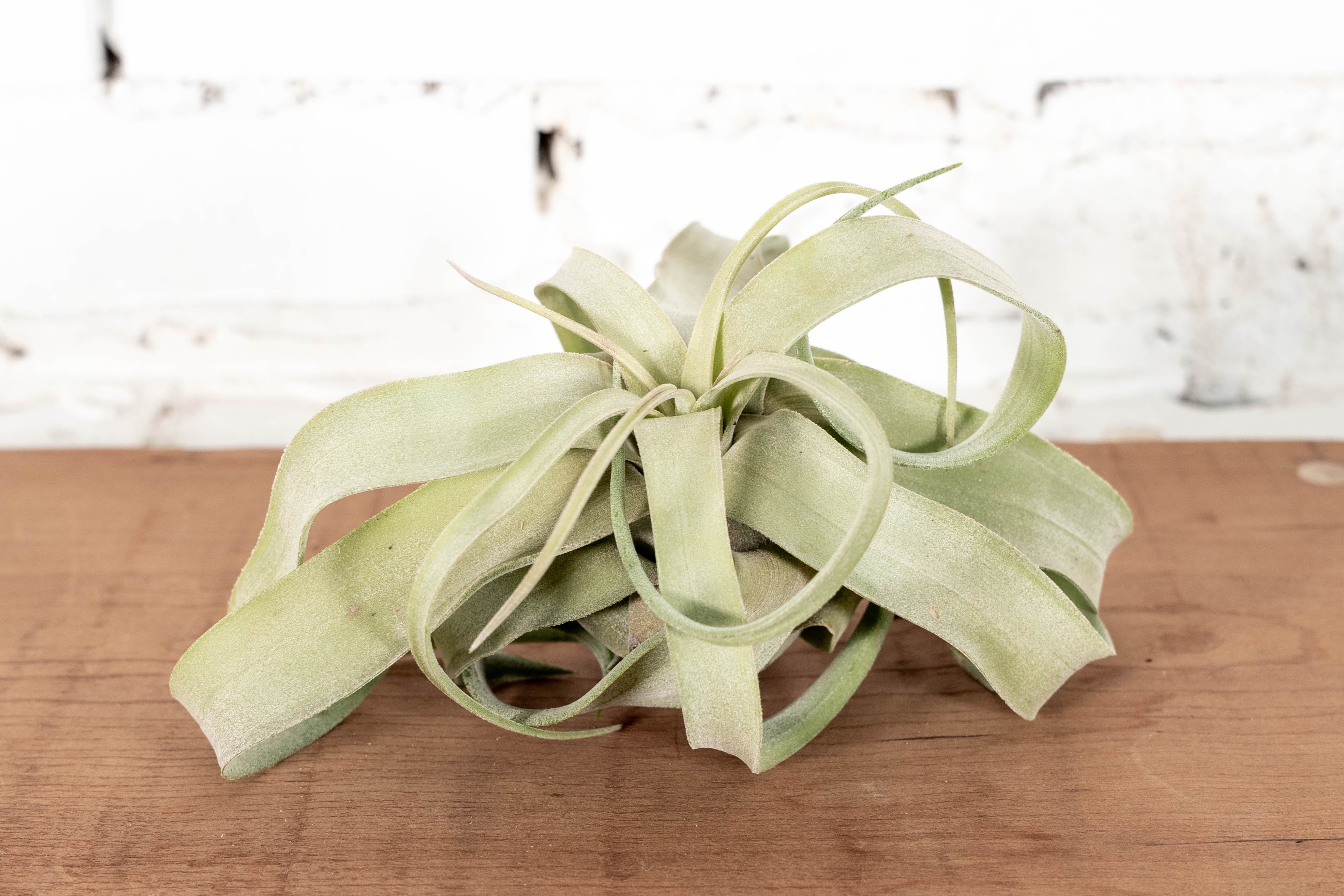 Tillandsia Streptophylla Air Plants Combo Packs – Air Plant Design