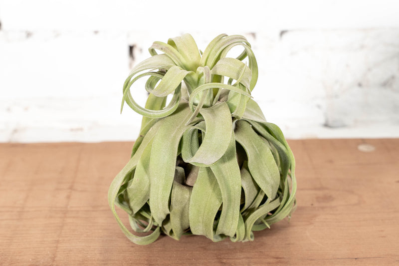 Tight Curly Small Tillandsia Streptophylla Air Plant