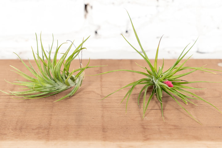 2 Tillandsia Montana Air Plants