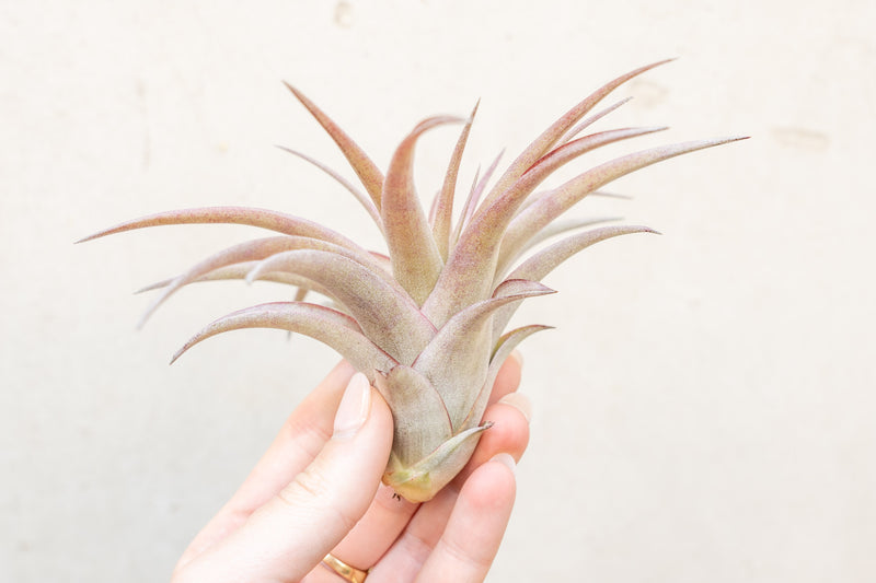 Tillandsia Abdita Brachycaulos Air Plant