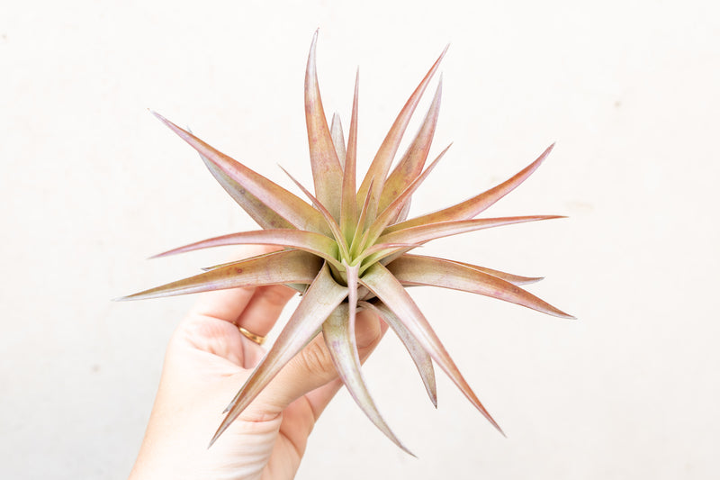 Blushing Tillandsia Abdita Brachycaulos Air Plant