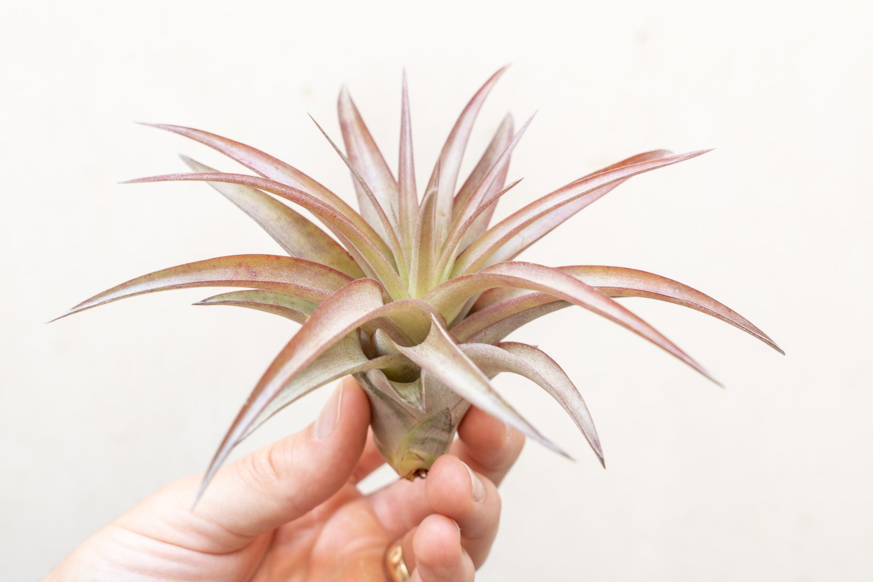 Tillandsia Abdita Brachycaulos Air Plants – Air Plant Design Studio