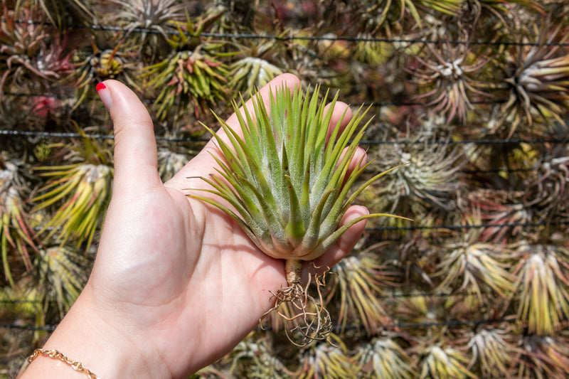 Tillandsia Ionantha Guatemala Air Plant