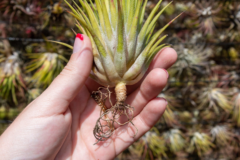 Tillandsia Ionantha Guatemala Air Plants with Attached Roots