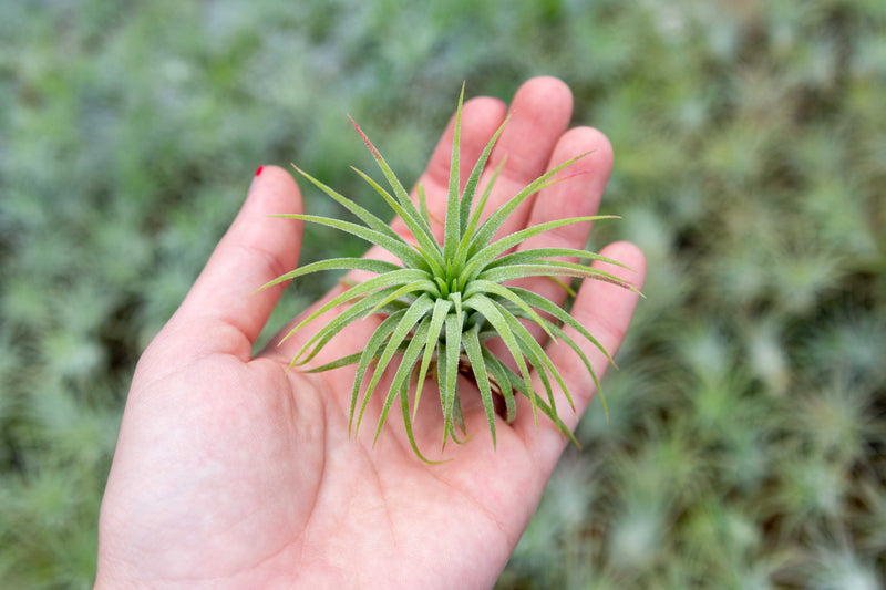 Hand Holding a Tillandsia Ionantha Guatemala Air Plant