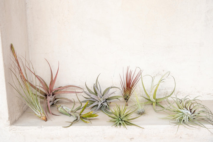 Assorted Premium Tillandsia Air Plants