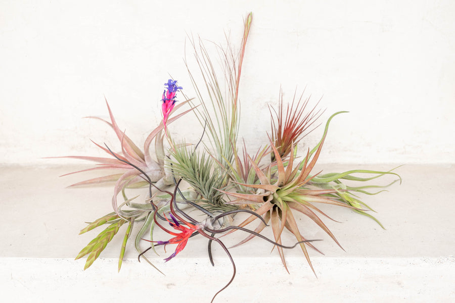Assorted Blushing and Blooming Tillandsia Air Plants