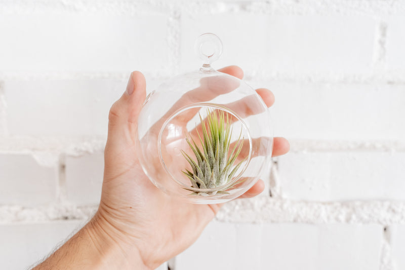 Hand Holding a Flat Bottom Glass Globe Terrarium containing a Tillandsia Ionantha Guatemala Air Plant