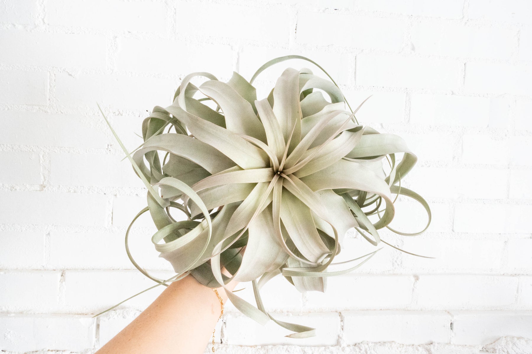 Jumbo Tillandsia Xerographica Air Plants – Air Plant Design Studio