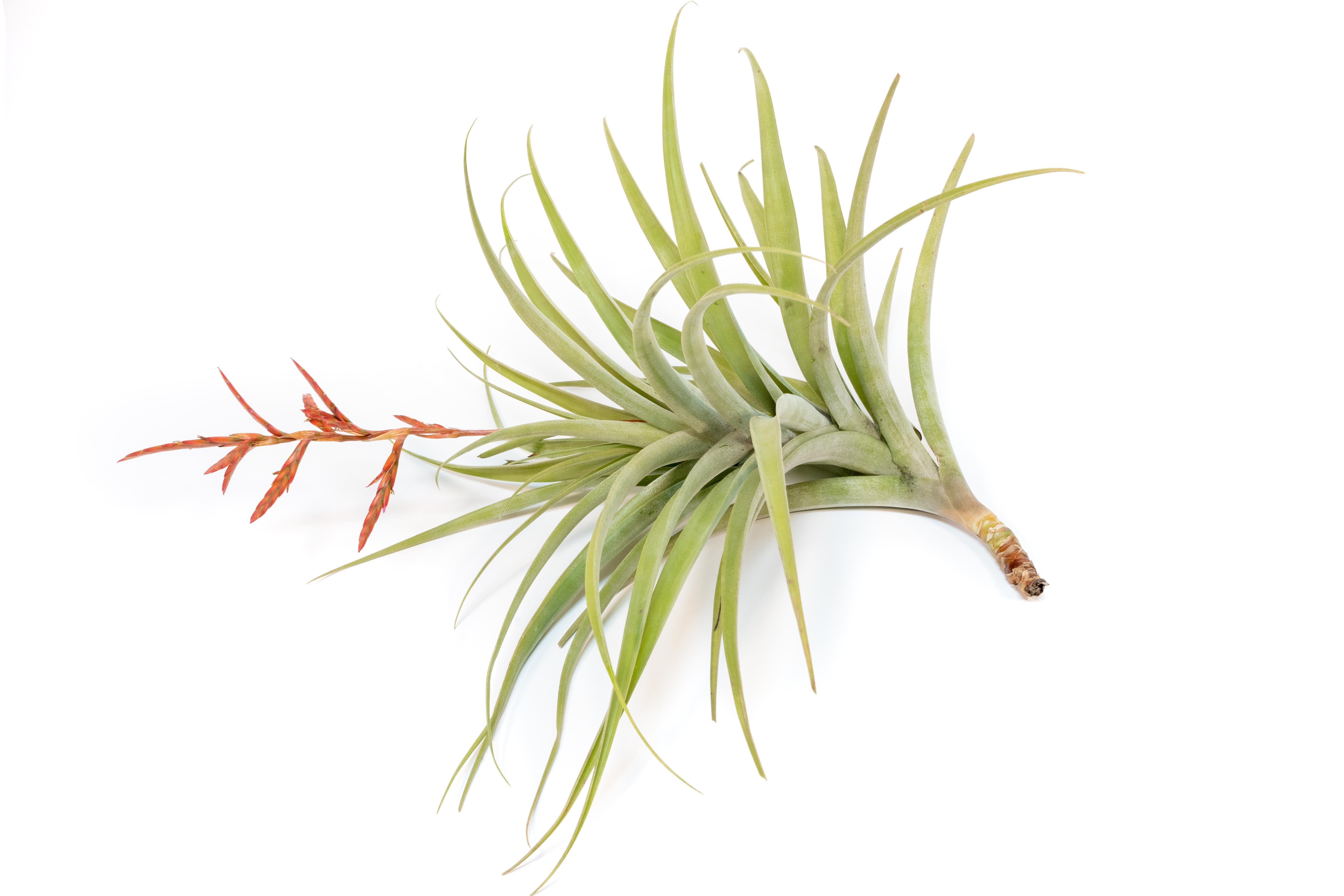 Tillandsia Latifolia Air Plant - Thumbnail 3