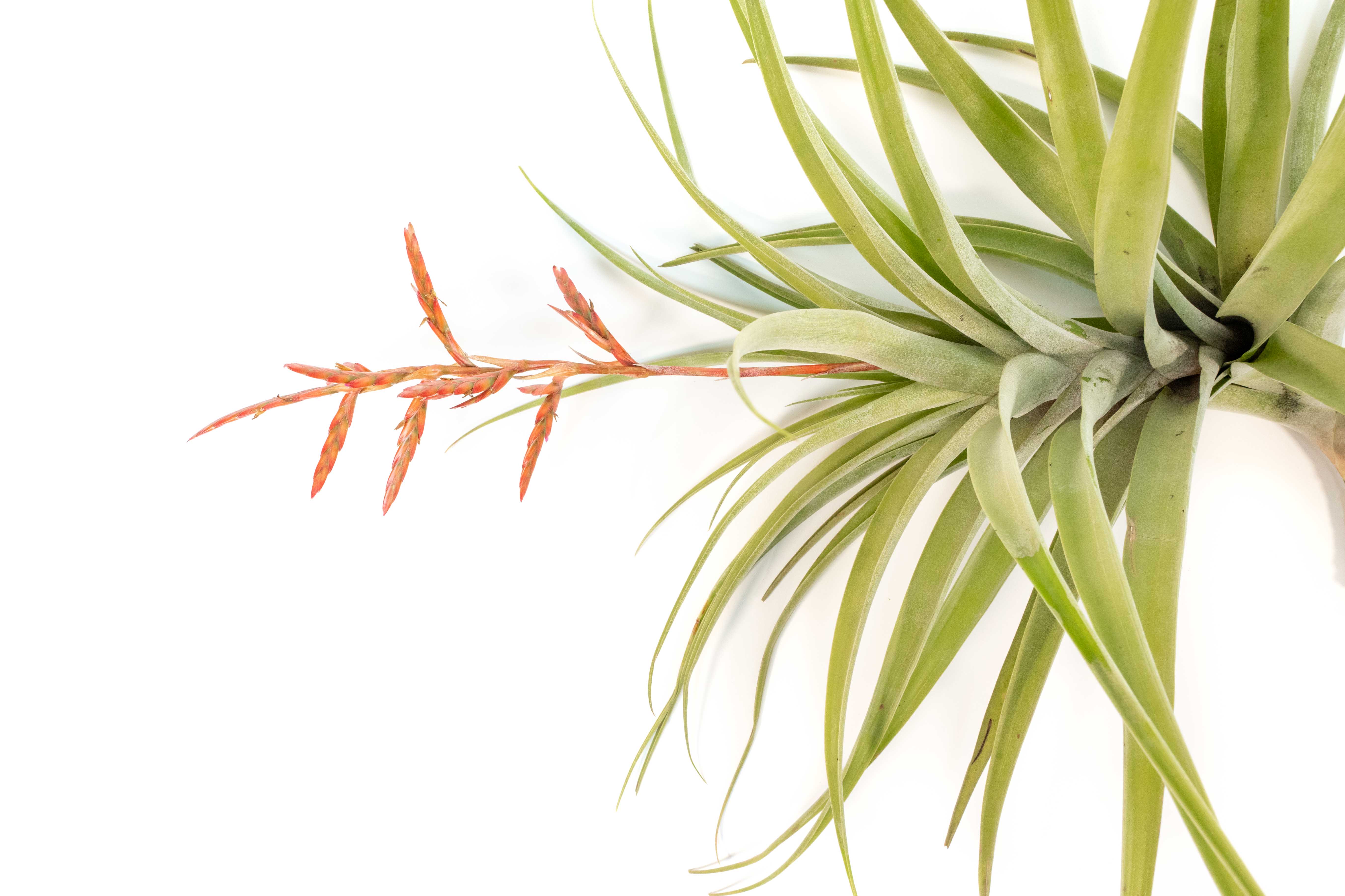 Air Plant Design Studio Tillandsia Latifolia Air Plant