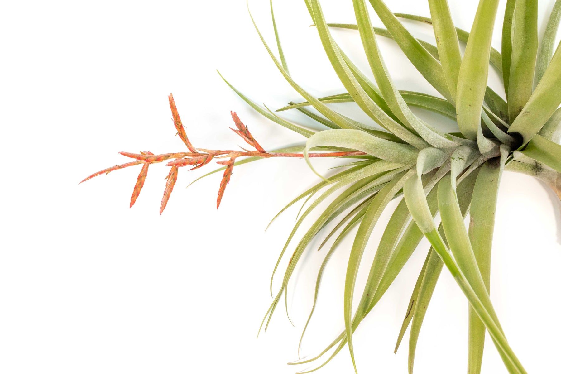 latifolia air plant Tillandsia Latifolia Air Plant