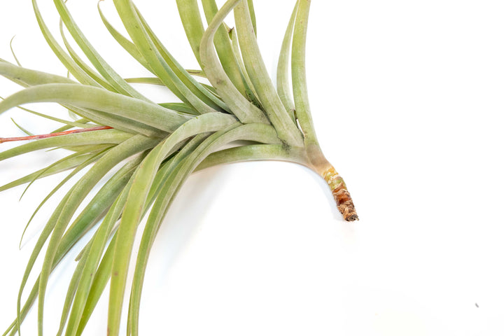 Tillandsia Latifolia Air Plant