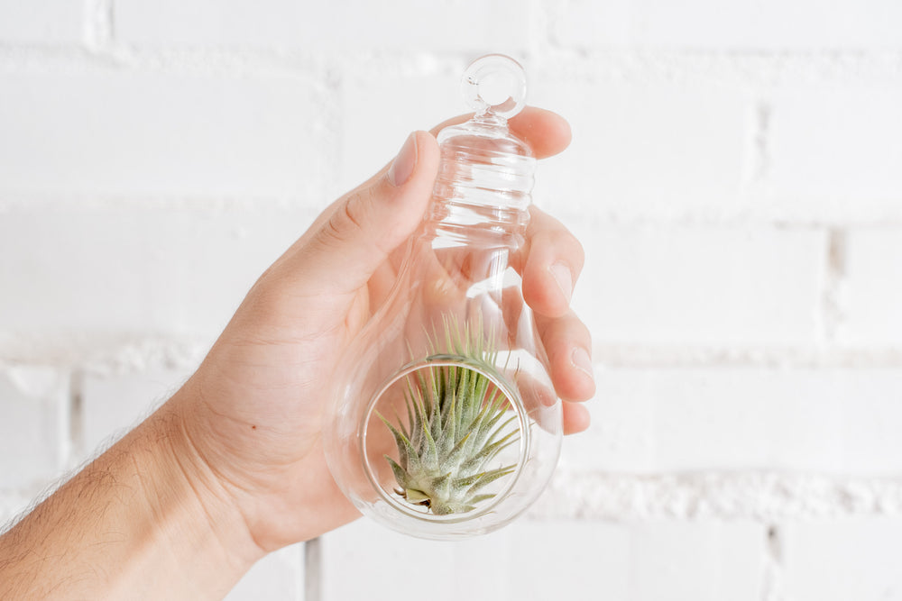 Hand Holding Glass Lightbulb Shaped Terrarium with Tillandsia Ionantha Guatemala Air Plant