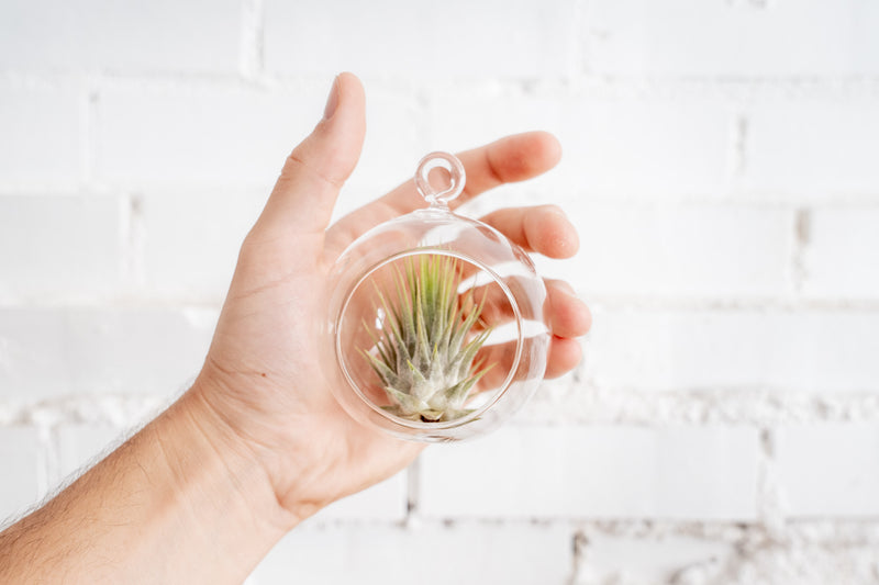 Hand Holding Mini Flat Bottom Glass Globe Terrarium with Tillandsia Ionantha Guatemala Air Plant