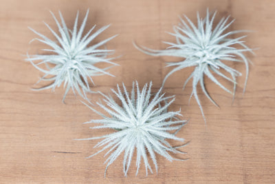 3 Mini Tillandsia Tectorum Ecuador Air Plants