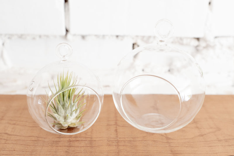 Mini Flat Bottom Glass Globe with Tillandsia Ionantha Guatemala Air Plant Next To A Regular Flat Bottom Glass Globe Terrarium for Comparison 