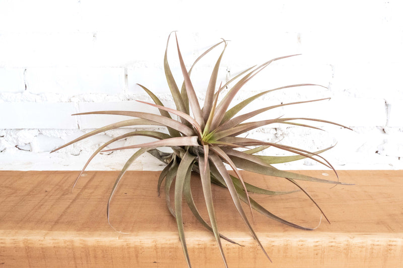 Tillandsia Novakii Air Plant