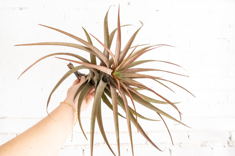 Tillandsia Novakii Air Plant